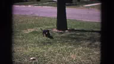 Evanston Illinois (1964): Dachshund Dog Wanders The Yard And Sniffs The Grass As