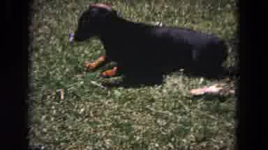 Evanston Illinois (1964): Little Dog Plays In The Grass While Being Observed By