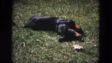 Evanston Illinois (1964): Dachshund Dog Rolling In The Grass With A Chew Toy