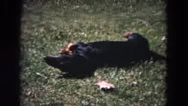 Evanston Illinois (1964): Dachshund Rolling On The Lawn