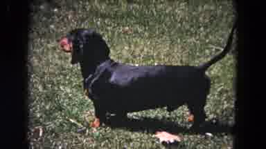 Evanston Illinois (1964): Small Black Dog In The Grass Watching Small Gray Cat