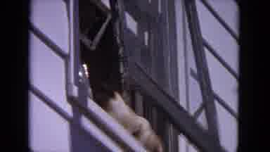Evanston Illinois (1964): The Dog Is Playing In The Garden With Person