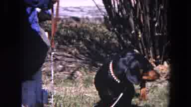 Evanston Illinois (1964): Home Video Of A Boy Walking A Dog In A Yard