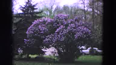 Evanston Illinois (1964): Tall Bush Covered In Blooming Pink Flowers Near An
