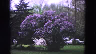 Evanston Illinois (1964): The Garden Hold Lot Of Trees And Plants It Looks Like