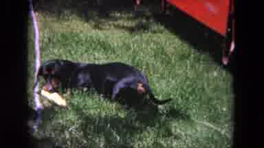 Evanston Illinois (1964): Person Playing With His Dog Throwing Toy Enjoying His