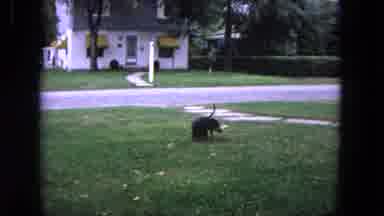 Evanston Illinois (1964): Wiener Dog Walking Around On Front Yard During Day Time