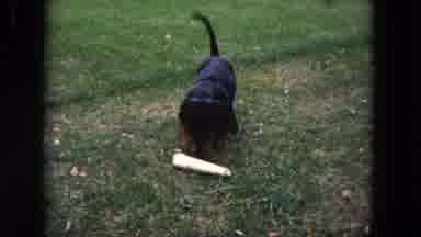 Evanston Illinois (1964): The Dog Took His Paper On The Grass To Play With Some