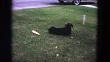 Evanston Illinois (1964): Black Dog Rolls In Green Grass On A Clear Day