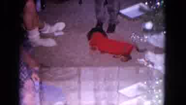 Evanston Illinois USA (1964): The Christmas Tree Are Arranged With Bulbs And Dog