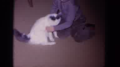 Evanston Illinois USA (1964): Person Playing With White Cat On Carpeted Floor And