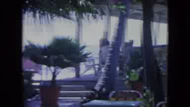 Kingston Jamaica (1964): Trees Blowing In The Wind While People Stand Under A