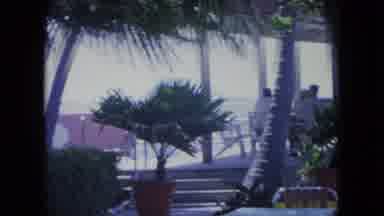 Kingston Jamaica (1964): Wide Scope View Shows Some Trees And People In A Tropical
