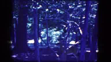 Niagra Falls New York USA (1964): Young White Tailed Deer Being Standing Behind A