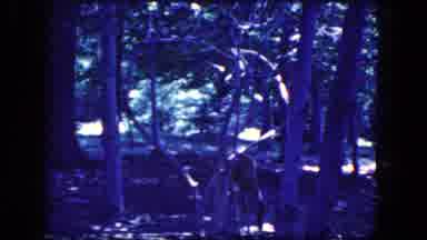 Niagra Falls New York USA (1964): Young Deer Roaming Free In The Woods Looking