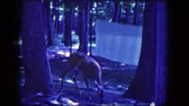Niagra Falls New York USA (1964): Deer Out In Nature By Laundry