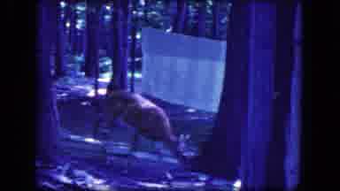 Niagra Falls New York USA (1964): Deer Grazing In Forest Next To A Clothesline