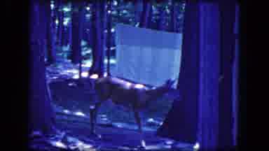 Niagra Falls New York USA (1964): A Deer Is Grazing In The Trees Surrounded Area