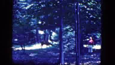 Niagra Falls New York USA (1964): People Feeding Wild Deer In Woods