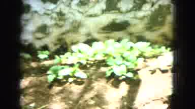 Oahi Hawaii (1964): Panning Shot Of Woman With Short Hair Followed By Panning Shot