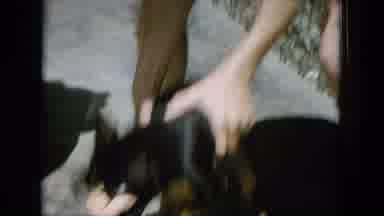 Oahi Hawaii (1964): Playing With A Puppy Outside On A Hot Sunny Day