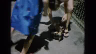 Oahi Hawaii (1964): Child Rolls Dog Onto It's Back When It Struggles To Get Away