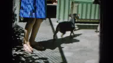 Oahi Hawaii (1964): Cute Small Dog Trying To Take An Item From My Hand While