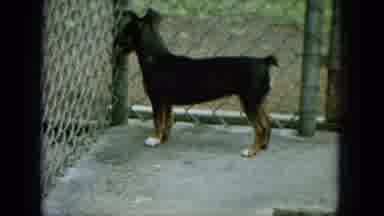 Oahi Hawaii (1964): The Two Persons Are Talking In The Garden