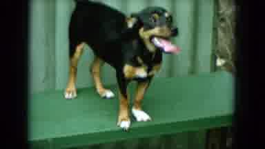 Oahi Hawaii (1964): Black Dog Stands On Green Bench On A Clear Day