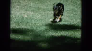 Oahi Hawaii (1964): Dog Running In A Wooden House Some Creeps Green Black