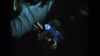 Oahi Hawaii (1964): Small Children Holding A Blue Parakeet Bird Before Going