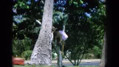 Oahi Hawaii (1964): Climbing The Tree