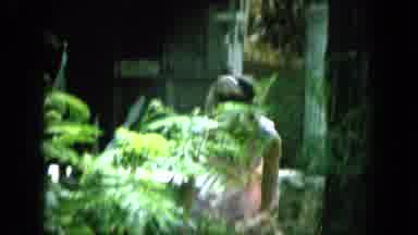 Oahi Hawaii (1964): Two Childrens Are Doing Something In The Under The Tree Near