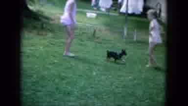 Oahi Hawaii (1964): Dog Confronting Cat