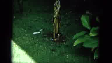 Oahi Hawaii (1964): Tropical Looking Plant With Banana Leaf Appearance Growing In