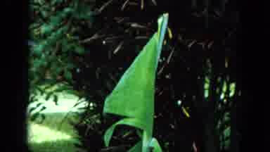 Oahi Hawaii (1964): Old Video Footage Showing A Young Girl Climbing A Tree And Her