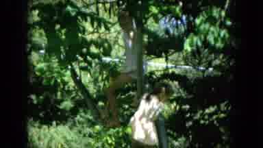 Oahi Hawaii (1964): Girl Wearing Yellow Sundress Climbs Tree On A Bright Sunny Day