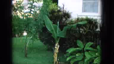 Oahi Hawaii (1964): A View Of A Unique Flower And A Little Girl Playing Outside