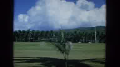 Oahi Hawaii (1964): A More Number Of Trees Are There