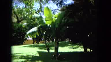 Oahi Hawaii (1964): Small Girls Standing Near Road Side & Looking At A Tree