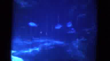 Oahi Hawaii (1964): The Dolphin Is Doing Swimming In The Swimming Pool The Person
