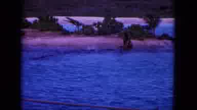 Oahi Hawaii (1964): Dolphins Playing And Jumping In The Ocean Around Boats And