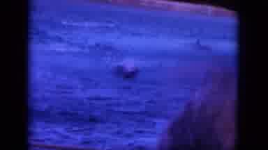 Oahi Hawaii (1964): The Dolphin Swimming In The Ocean Is Beautiful To Behold