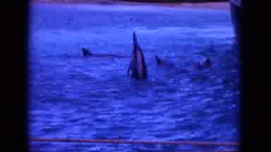 Oahi Hawaii (1964): Dolphins - The Daring World Of Dolphins