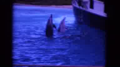 Oahi Hawaii (1964): Dolphins Dancing Next To Boat With Lone Island In Water