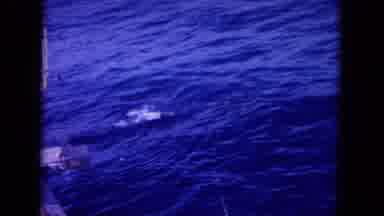 Oahi Hawaii (1964): A Person Catching Fish In Pretty Blue Water