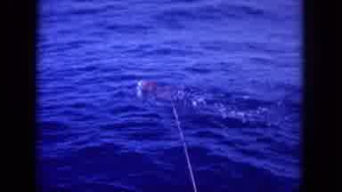 Oahi Hawaii (1964): Try To Catch A Wild Swordfish In Its Waters