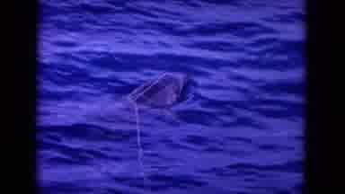Oahi Hawaii (1964): The Fish Is Swimming In The Sea Very Beautiful And Talent