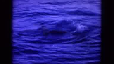 Oahi Hawaii (1964): Dolphin Surfaces Out Of The Water Revealing The Fact That