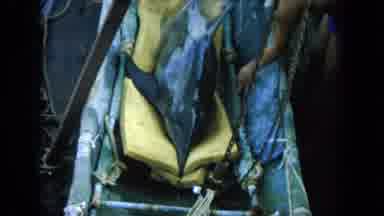 Oahi Hawaii (1964): Men Keeping Dolphin Alive On Ship